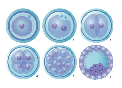 试管胚胎移植D3胚胎和D5胚胎哪种好，有什么区别