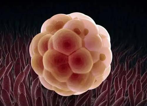 胚胎.jpg